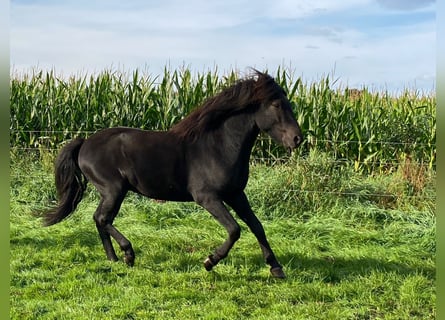 Islandshäst, Hingst, 4 år, 148 cm, Svart