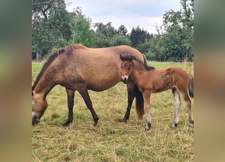 Islandshäst, Hingst, Föl (07/2024), 150 cm, Brun