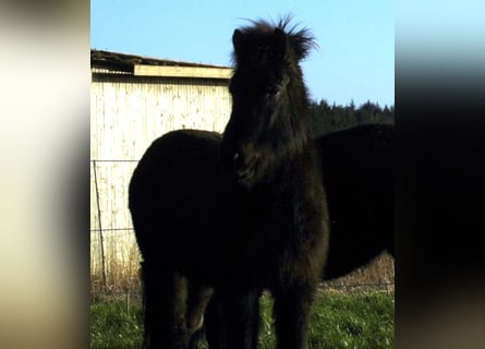 Islandshäst, Sto, 10 år, 140 cm, Svart