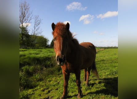 Islandshäst, Sto, 10 år, 142 cm, Fux