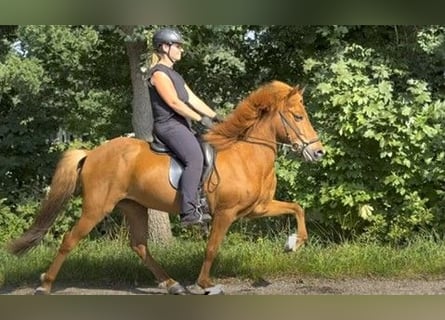 Islandpferd, Stute, 11 Jahre, 137 cm, Fuchs