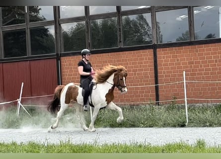 Islandshäst, Sto, 11 år, 138 cm, Pinto