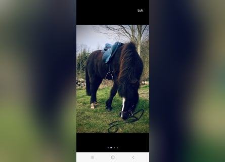 Islandshäst, Sto, 13 år, 134 cm, Rökfärgad svart