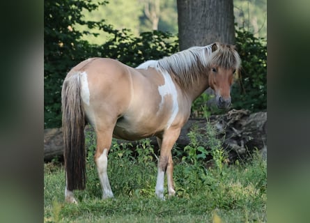 Islandshäst, Sto, 13 år, 136 cm, Pinto