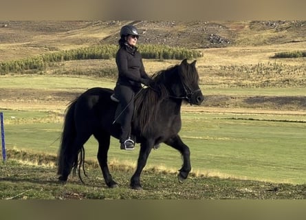 Islandshäst, Sto, 13 år, 137 cm, Svart