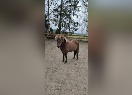 Islandshäst, Sto, 15 år, 135 cm, Black