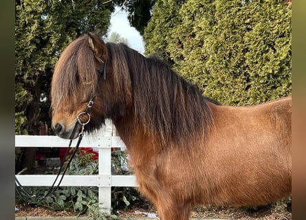 Islandshäst, Sto, 15 år, 140 cm, Brun