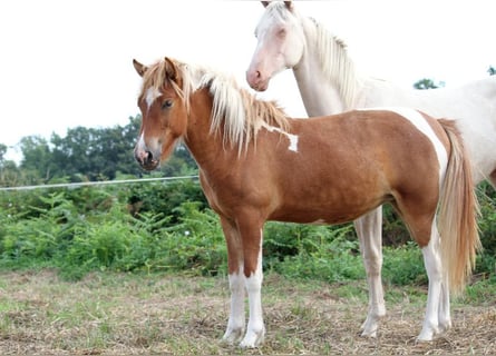 Islandshäst, Sto, 1 år, 138 cm, Tobiano-skäck-alla-färger