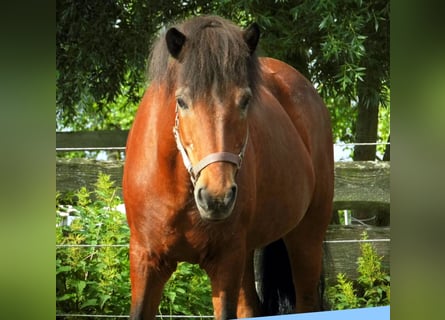 Islandshäst, Sto, 24 år, Brun