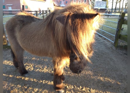Islandshäst, Sto, 25 år, 138 cm