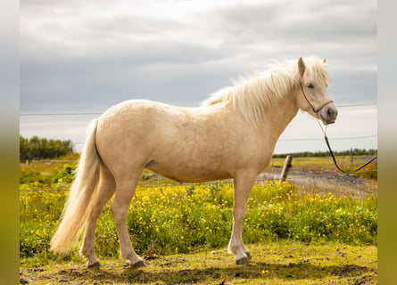 Islandshäst, Sto, 3 år, 143 cm, Palomino