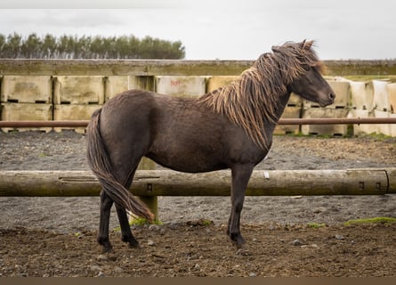 Islandshäst, Sto, 4 år, 141 cm, Rökfärgad svart
