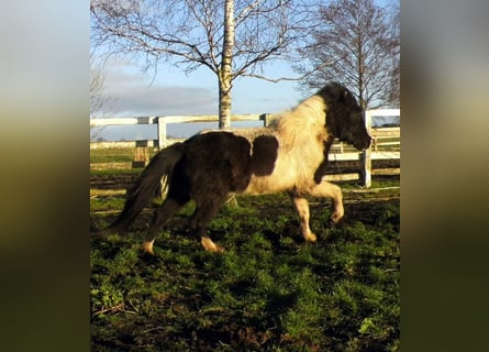Islandshäst, Sto, 4 år