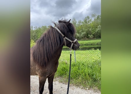 Islandpferd, Stute, 5 Jahre, 136 cm, Schwarzbrauner