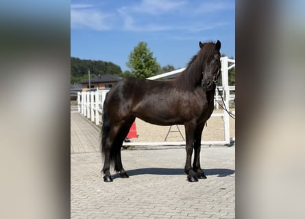 Islandshäst, Sto, 5 år, 142 cm, Svart