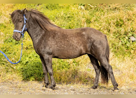 Islandshäst, Sto, 5 år, 143 cm, Svart