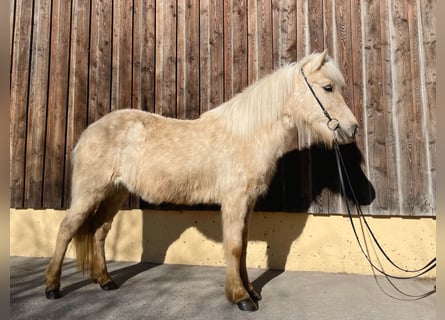 Islandshäst, Sto, 5 år, Palomino