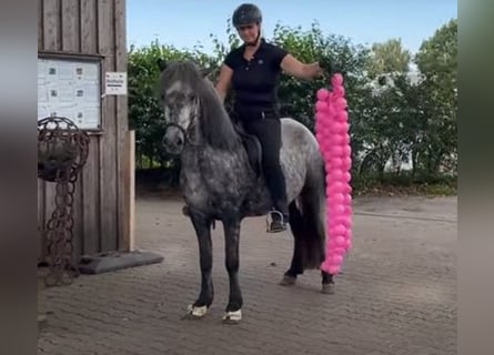 Islandshäst, Sto, 6 år, 137 cm, Grå