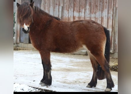Islandshäst, Sto, 7 år, 136 cm, Brun