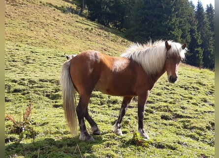 Islandshäst, Sto, 7 år, 136 cm