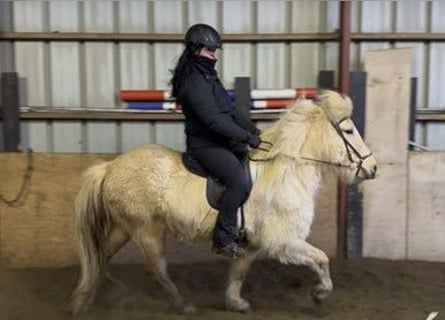 Islandshäst, Sto, 7 år, 137 cm, Palomino