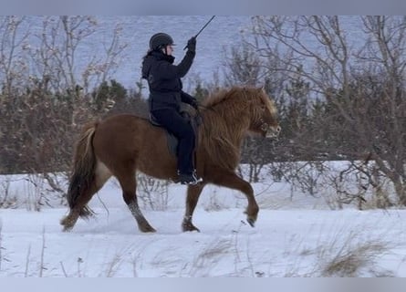 Islandshäst, Sto, 7 år, 139 cm, fux