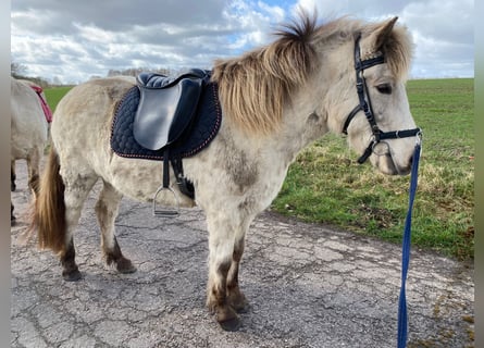 Islandshäst, Sto, 7 år, 144 cm