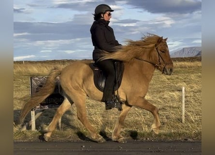 Islandshäst, Valack, 10 år, 139 cm, Black