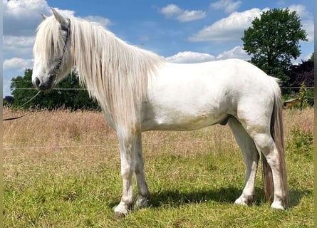 Islandshäst, Valack, 10 år, 140 cm, Grå