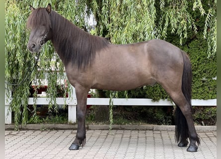 Islandshäst, Valack, 11 år, 137 cm, Svart