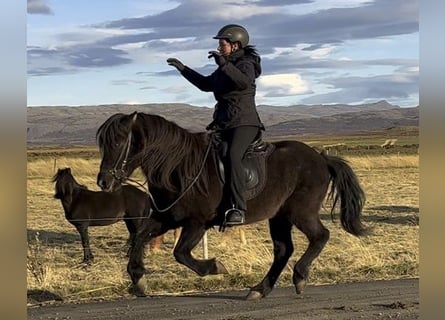 Islandshäst, Valack, 13 år, 139 cm, Svart