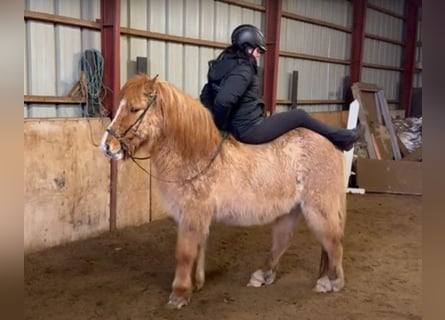 Islandshäst, Valack, 15 år, 136 cm, fux