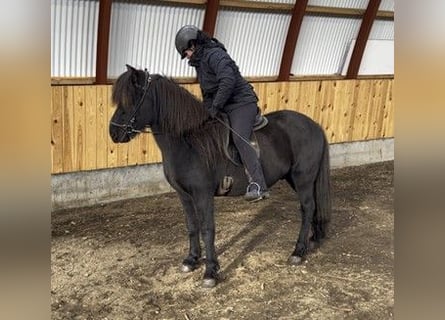 Islandshäst, Valack, 15 år, 140 cm, Svart