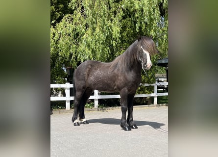 Islandshäst, Valack, 15 år, 145 cm, Svart