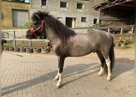 Islandshäst, Valack, 5 år, 138 cm, Pinto