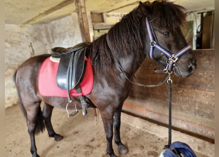 Islandshäst, Valack, 5 år, 148 cm