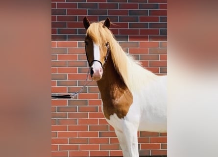 Islandshäst, Valack, 6 år, 140 cm, Pinto