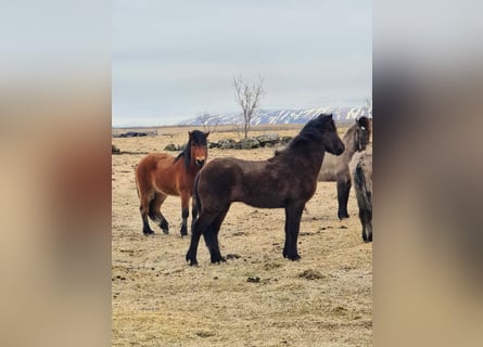 Islandshäst, Valack, 7 år, 150 cm, Svart