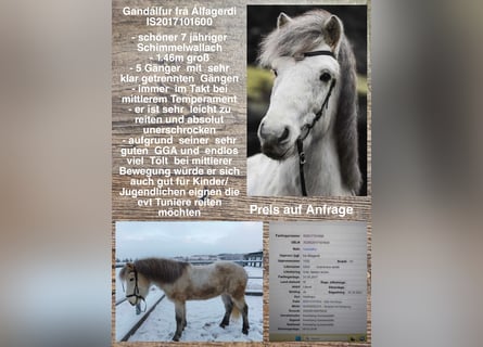 Islandshäst, Valack, 7 år, Grå
