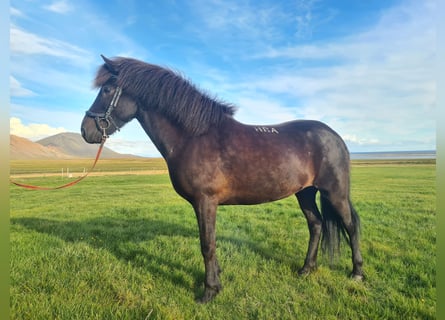 Islandshäst, Valack, 8 år, 141 cm, Svart