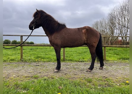 Islandshäst, Valack, 8 år, 143 cm, Mörkbrun