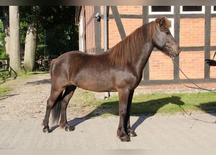 Islandshäst, Valack, 8 år, 147 cm, Svart