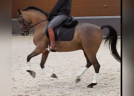 Ispano-Arabo, Castrone, 10 Anni, 159 cm, Baio