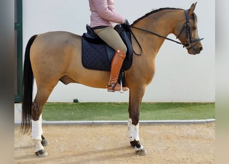 Ispano-Arabo, Castrone, 10 Anni, 159 cm, Baio