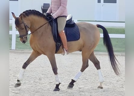 Ispano-Arabo, Castrone, 10 Anni, 159 cm, Baio