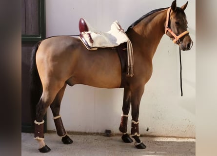 Ispano-Arabo, Castrone, 10 Anni, 159 cm, Baio