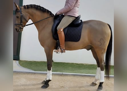 Ispano-Arabo, Castrone, 10 Anni, 159 cm, Baio