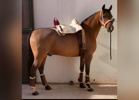 Ispano-Arabo, Castrone, 11 Anni, 159 cm, Baio