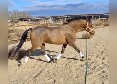 Ispano-Arabo, Castrone, 11 Anni, 159 cm, Baio