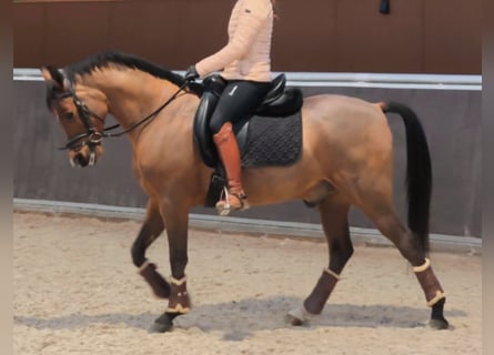 Ispano-Arabo, Castrone, 11 Anni, 159 cm, Baio